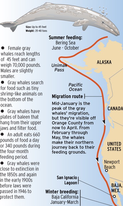 Gray Whale Migration Chart